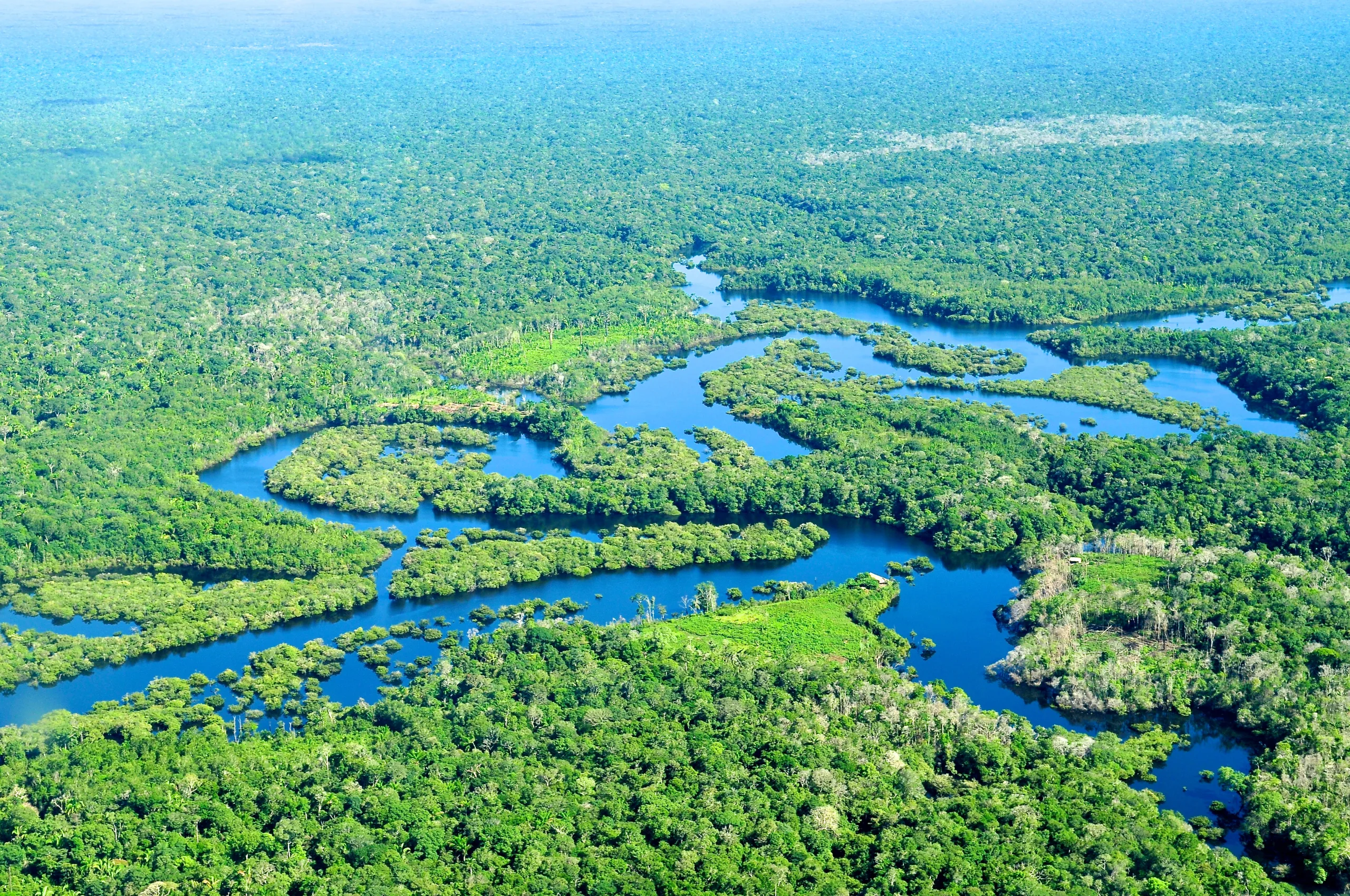 Amazon Jungle