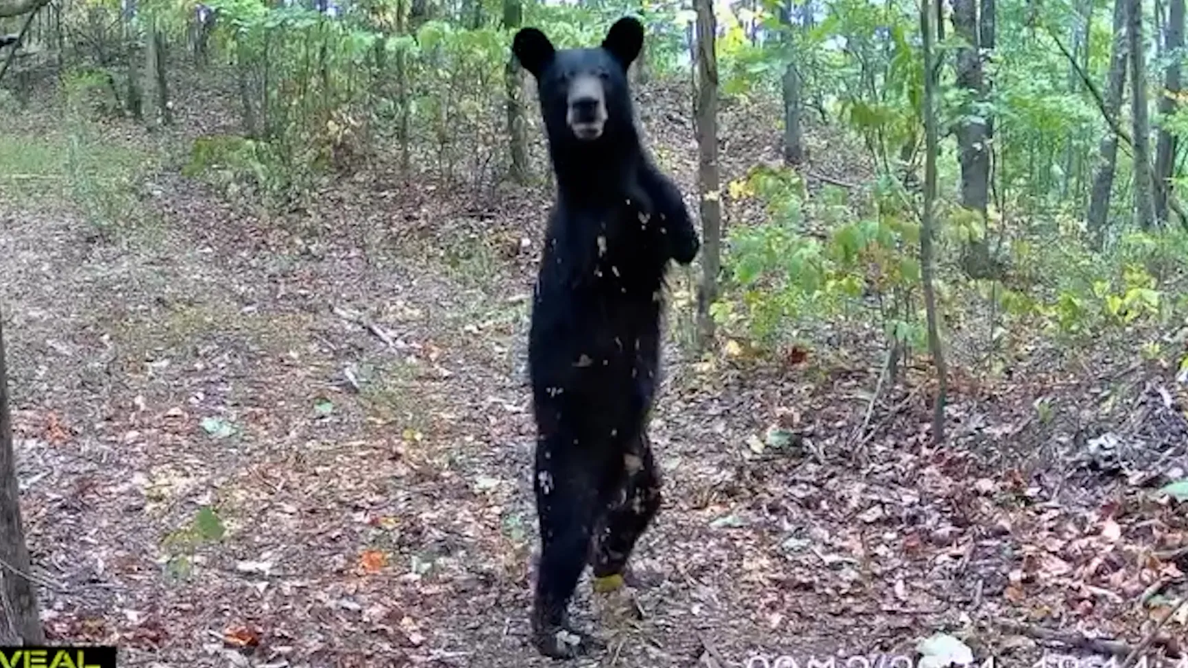 Two legged bear seen in West Virginia