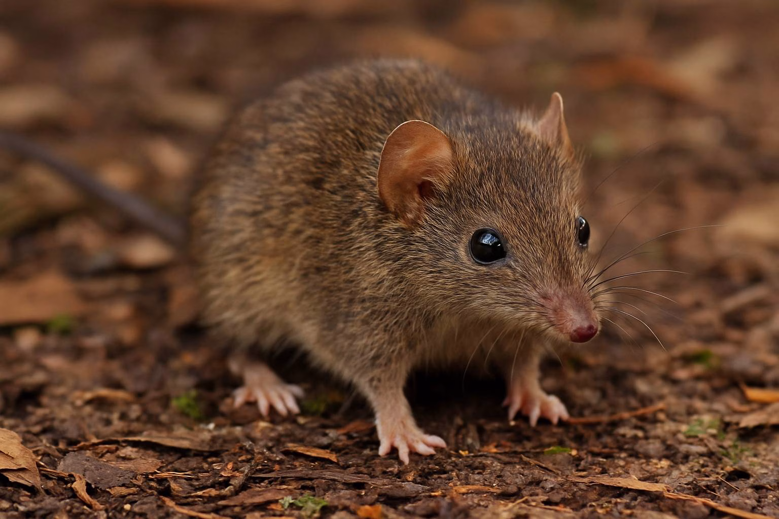 mouse that die after mating