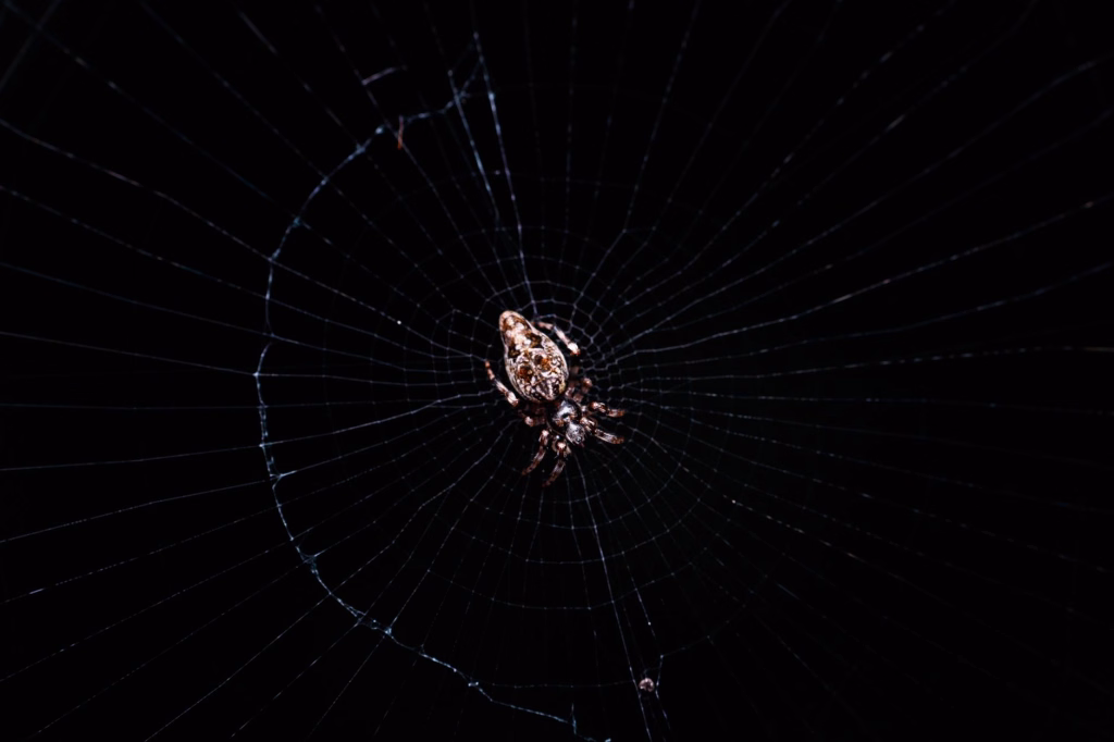 Spider on web at night representing the myth that you swallow spiders in your sleep