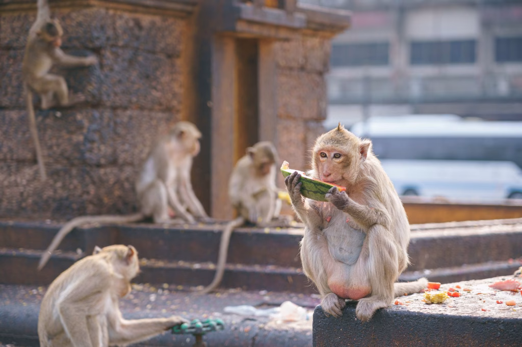 Long-tailed macaques feasting at the Monkey Buffet Festival in Lopburi, Thailand