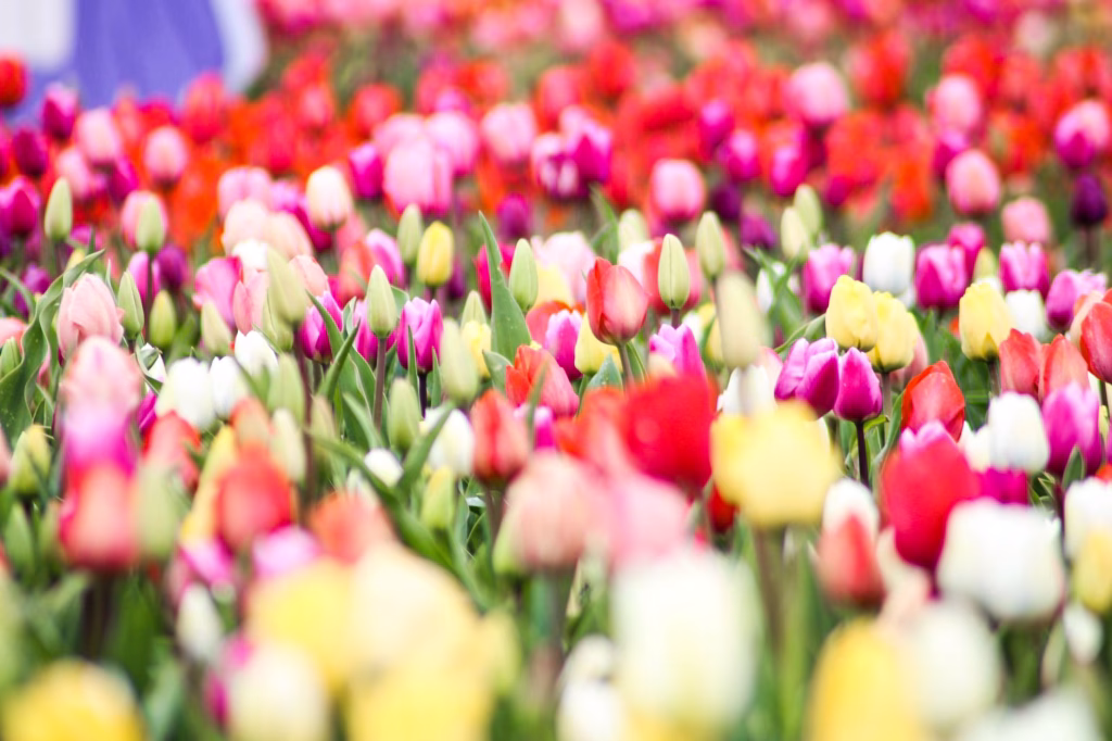 Colorful rows of tulips in the Netherlands, symbolizing the Dutch tulip mania bubble of 1637
